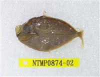 藏品(仰口鰏)的圖片